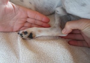 Min hund har tilstoppede analkirtler