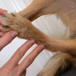 zoneterapi til hunde kurser