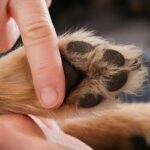 zoneterapi til hunde